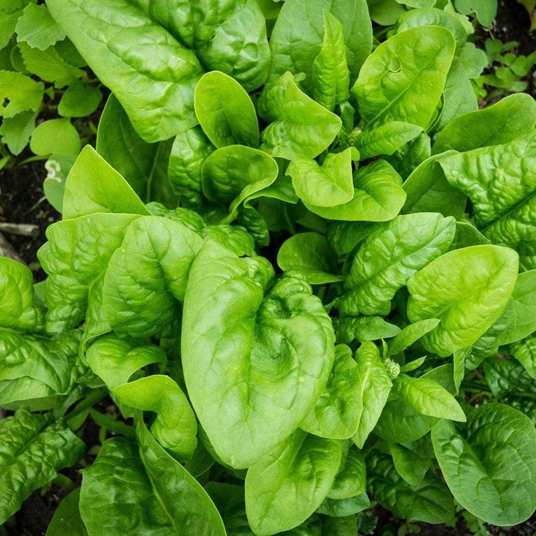 Spinach